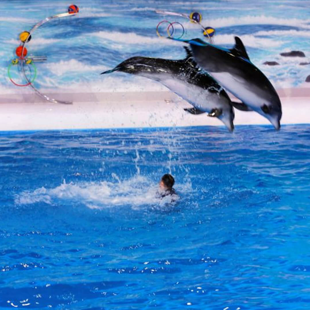 Dubai dolphinarium